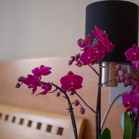 U Salzmannu 4* プルゼニ