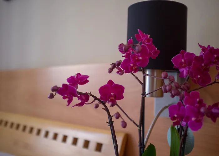 U Salzmannu 4* Plzeň